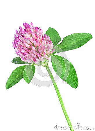 Red clover Stock Photo