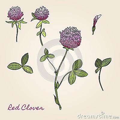 Red clover botanical image. For books, stickers, posters, web design Vector Illustration