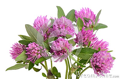 Red clover Stock Photo