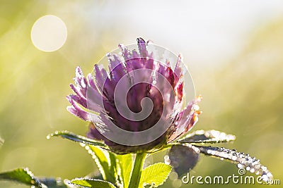 Red Clover Stock Photo