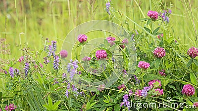 Clover-crawling and peas-mouse Stock Photo