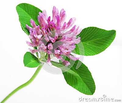 Red Clover flower Stock Photo