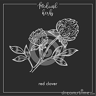 Red clover medical herb sketch botanical design icon for medicinal herb or phytotherapy herbal tea infusion package. Vector Illustration