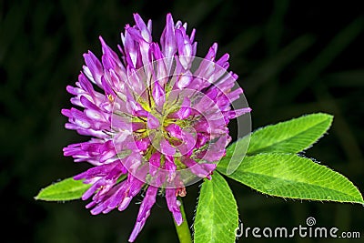 Red clover, medicinal plant Stock Photo