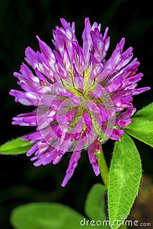 Red clover, medicinal plant Stock Photo