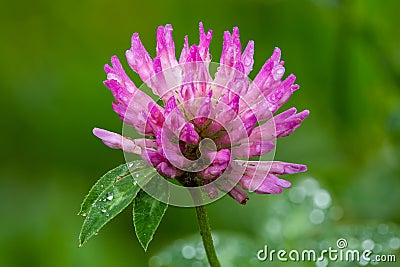 Red clover (Trifolium pratense) Stock Photo