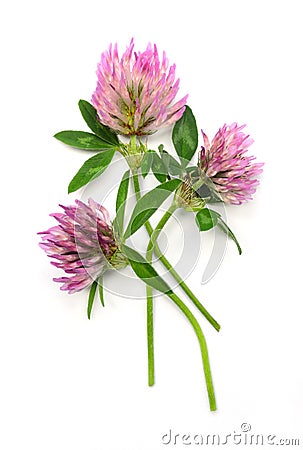 Red clover Stock Photo