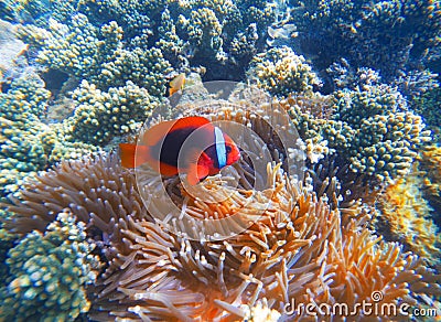 Red clown fish in actinia closeup photo. Clownfish in coral reef. Stock Photo