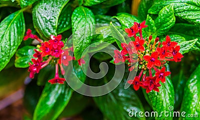 Red clustered flowers in macro closeup of a pentas plant, tropical flowering plants, nature background Stock Photo