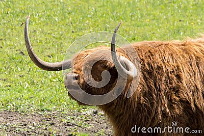 Red coated Highland cattle in Sawbridgeworth Stock Photo