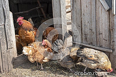 Red and hens stand at the barn, brush their feathers Stock Photo