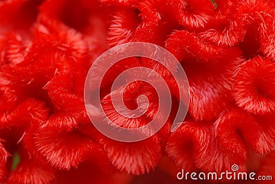 Red Cockscomb flower Stock Photo