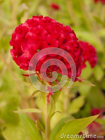 Red cockscomb flower. Stock Photo
