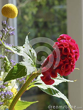 Red cockscomb flower in front of a window with refelctions, various other flowers in the background, Focus on Red cockscomb flower Stock Photo