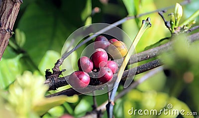 Red coffee bean Stock Photo
