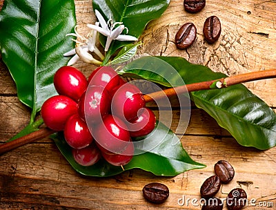 Red coffee beans on a branch Stock Photo