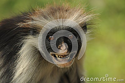 Red colobus monkey Editorial Stock Photo