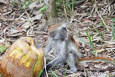 Red colobus monkey playing with fruit in Jozani forest national park Stock Photo