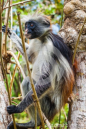 Red Colobus Monkey in tree Stock Photo
