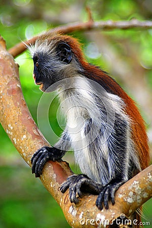 Red colobuses are primarily arboreal and are highly sensitive to hunting and habitat destruction Stock Photo