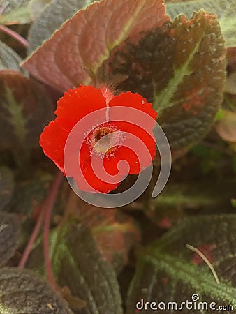Reddish bloomy Stock Photo