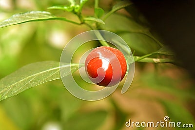 Red color chilli green background Stock Photo