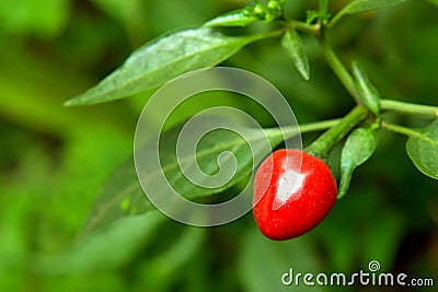 Red color chilli green background Stock Photo