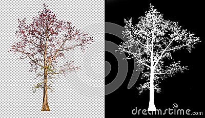 Red color flower tree on transparent picture background with clippings path, alpha channel in picture for easy selection Stock Photo