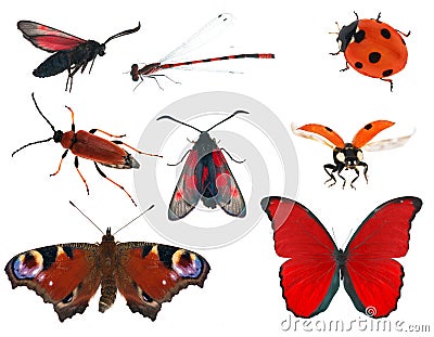 Red color insect collection isolated on white Stock Photo