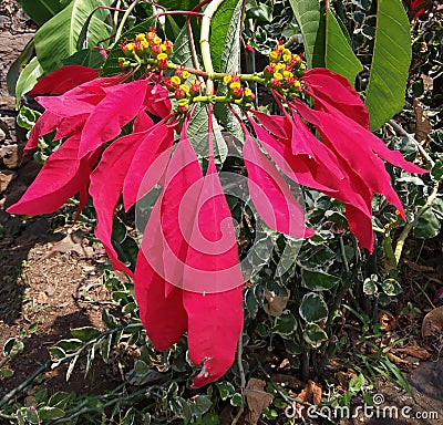 Red color leafs looking awesome. It is beauty of nature. Stock Photo