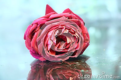 Red Color Rose Closup | Single Rose Shadows Stock Photo