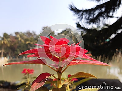 Red color tree and pond,Clear sky Stock Photo