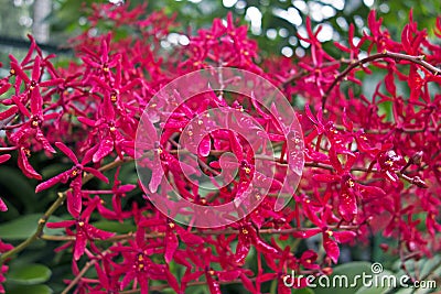 Red colored Tropical Orchid Stock Photo