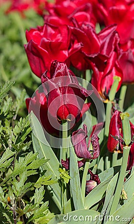 Red colored tulips and blur background Stock Photo