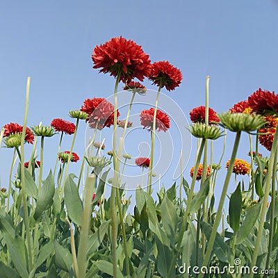 The red colour flowers and a blue sky. This photo will helpful for web page making logo making and such other. Stock Photo