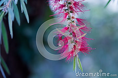 A red colour spiky bottlebrush bush Callistemon ,Sydney,Australia Stock Photo