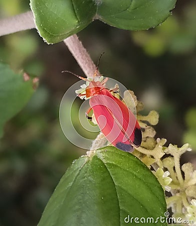 Red coloured beetle sitting on a leaf stem Stock Photo