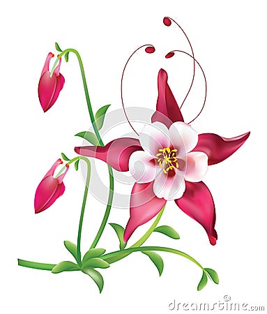 Red columbine Flower Vector Illustration