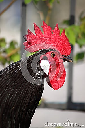 Red Combed Rooster Stock Photo