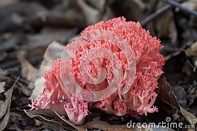 Red Coral Mushroom Stock Photo