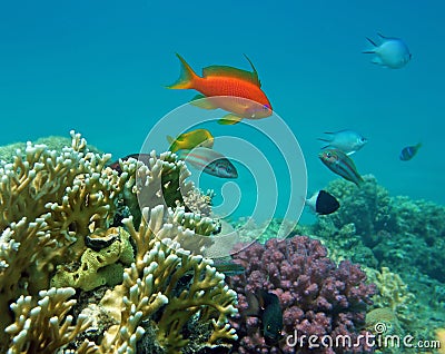 Red Coral Perch (male) Stock Photo