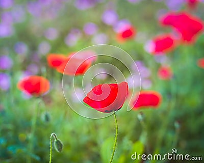 Red Corn Poppy in a Wildflower Field Stock Photo