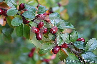 Red cornelian cherry Stock Photo