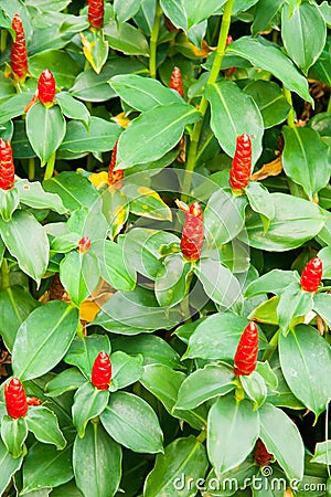 Red costus or spiral gingers growing in the garden, Stock Photo