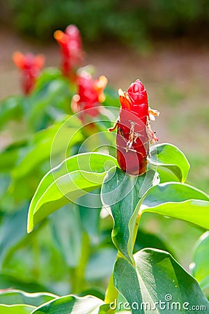 red costus or spiral gingers growing in the garden Stock Photo