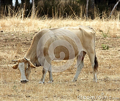 Red cow Stock Photo