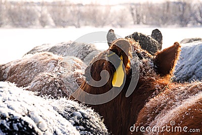 Red cow dreaming of warmer weather Stock Photo
