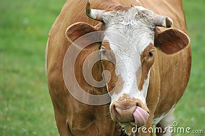 A red cow with horns on a leash Stock Photo