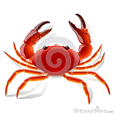 Red Crab Vector Illustration