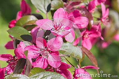 Red Crab apple flowers Stock Photo